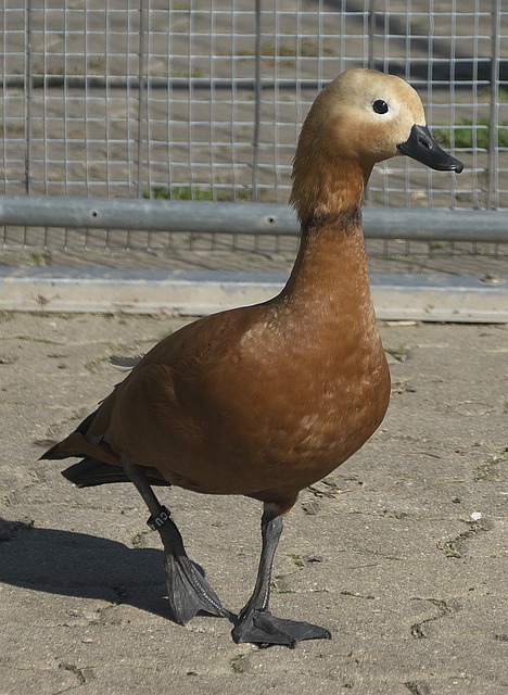 例外
